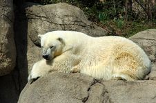 Polar Bear Stock Photos