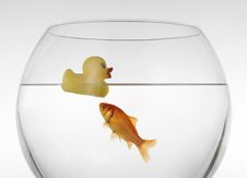 Goldfish With A Rubber Duck Royalty Free Stock Image