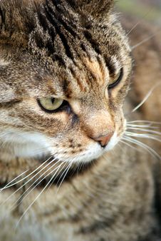 Cruel Cat Stock Image Cruel Cat Stock Image
