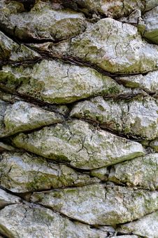 Rough Bark Of Palm Tree Stock Image
