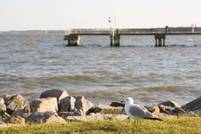 Seagull And Pier Royalty Free Stock Photography Seagull And Pier Royalty Free Stock Photography