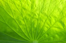 Lotus Leaf Stock Photography