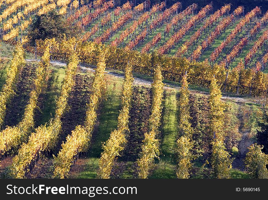 colors of autumnal vineyards in casteggio, oltrepo pavese, pavia, italy. colors of autumnal vineyards in casteggio, oltrepo pavese, pavia, italy