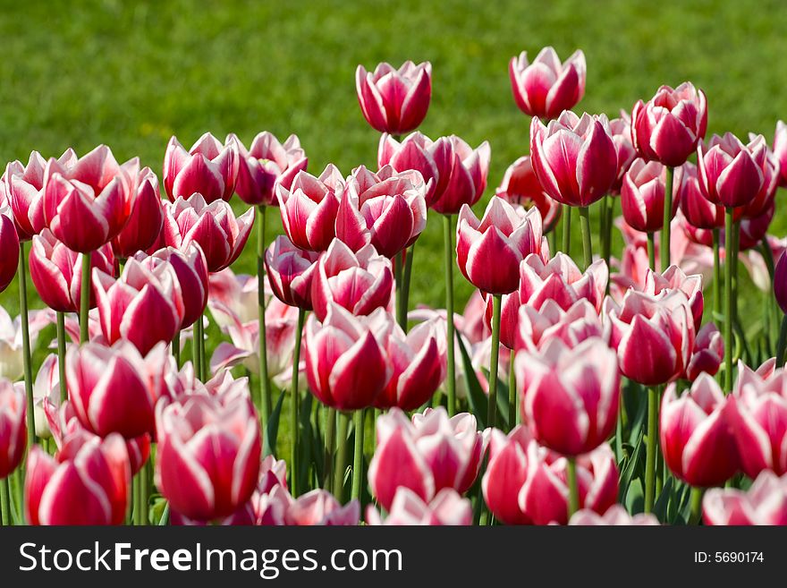 Pink tulips are on the field