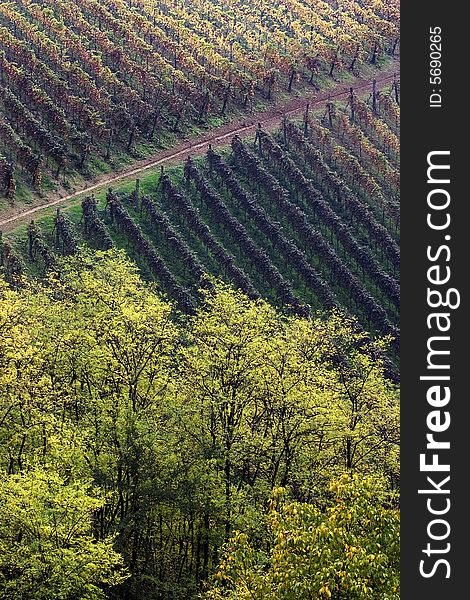 Tree And Vineyards