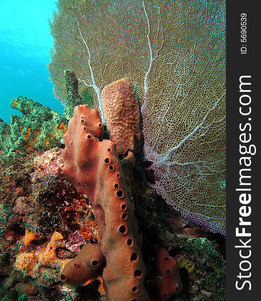 This image was taken on a beach dive right off the pompano beach, Florida. It has your common Sea Fan. This image was taken on a beach dive right off the pompano beach, Florida. It has your common Sea Fan.