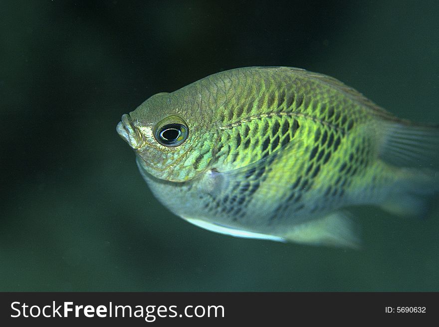 Staghorn damsel fish swimming in mid water looking for food