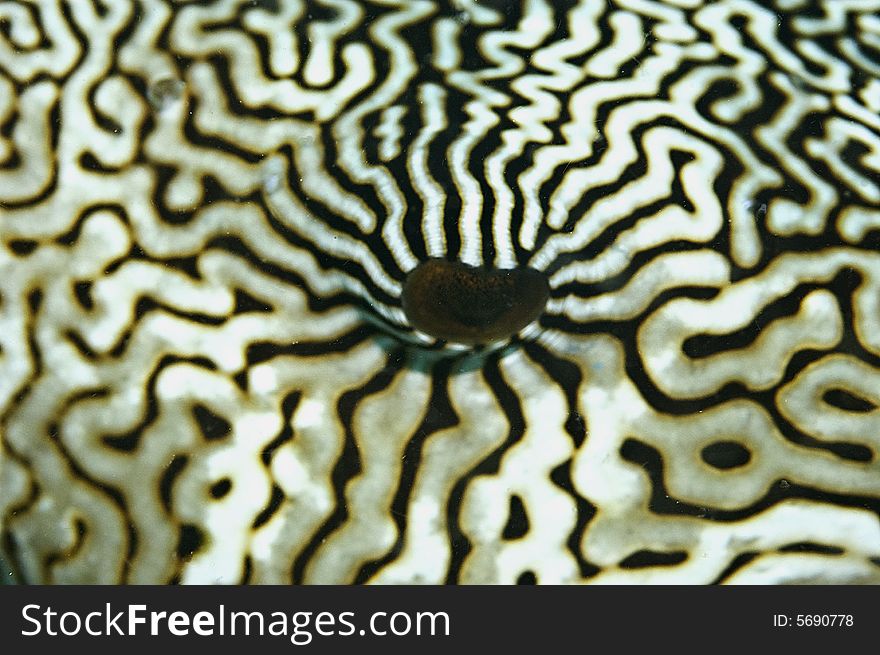 A nice pattern of the pufferfish's eye