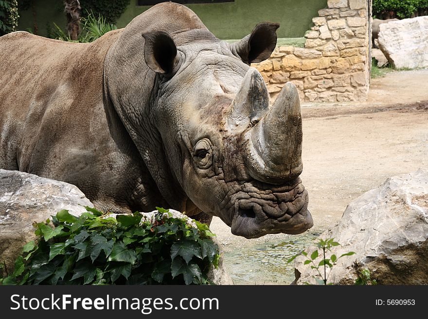 A Rhinoceros taking a look around in a zoo. A Rhinoceros taking a look around in a zoo