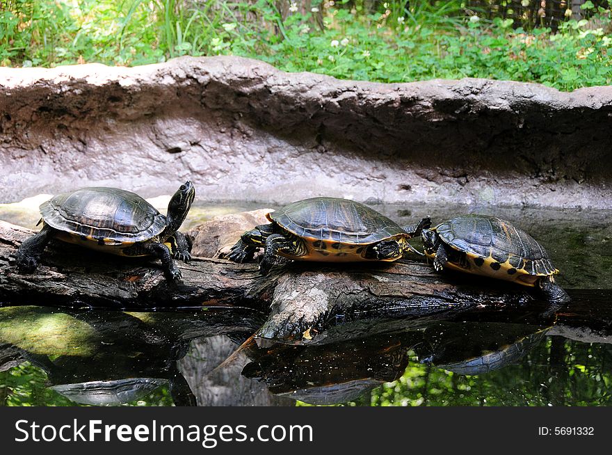 Three turtles sunning on a rock. Three turtles sunning on a rock