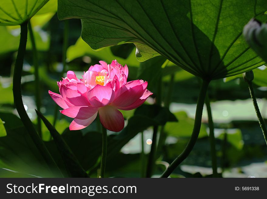 Under green lotus leaves the the pink lotus is blooming in the pound