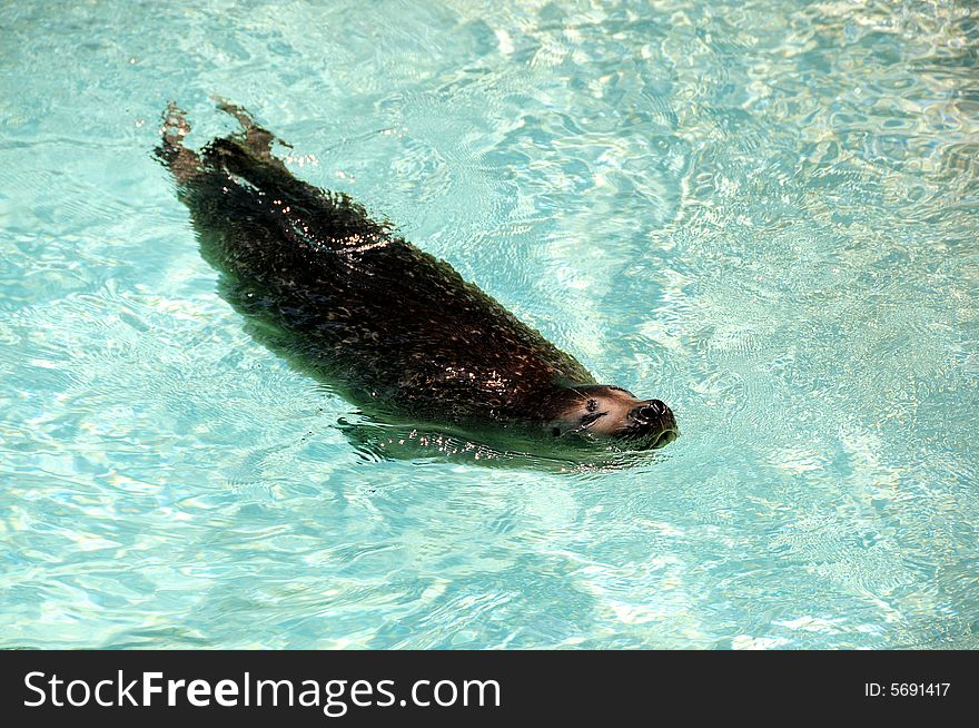 Sea lion in the zoo