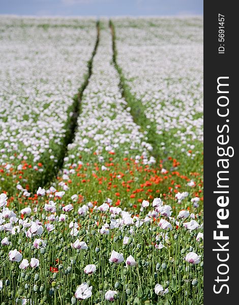 Triple color poppy flower field. Triple color poppy flower field.