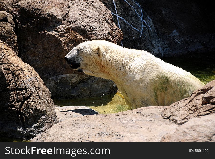 A view with a polar bear in water