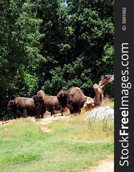 Group of bison in a national park