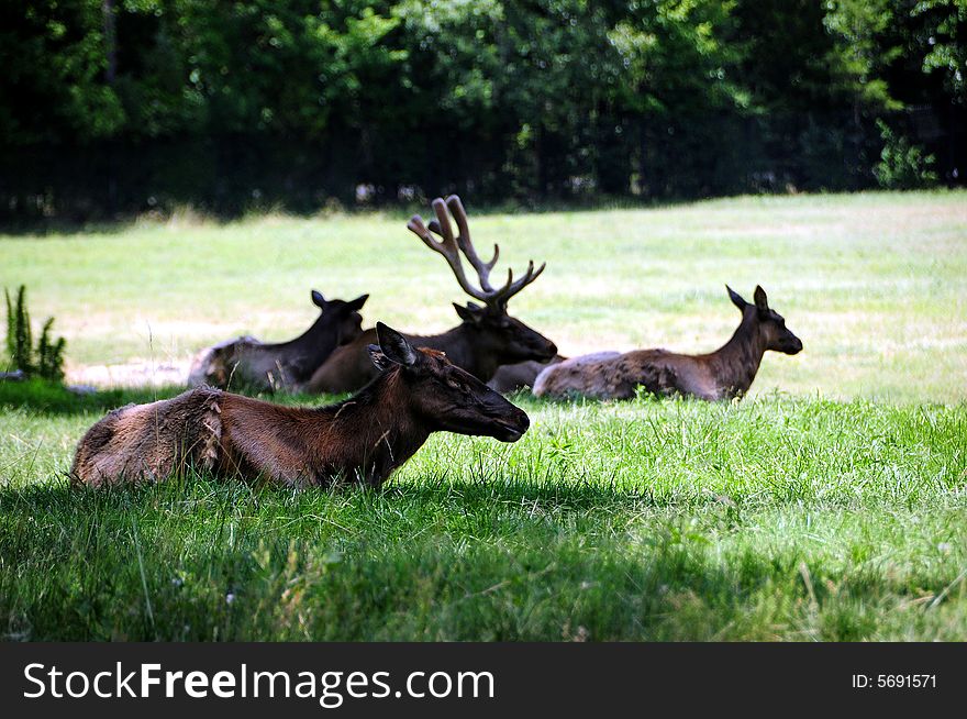 Group of dears sitting in grass