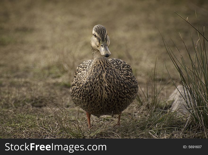 Mallard Duck takes a stroll on a grass field. Shalllow depth of field with sharp subject and foreground, blurry background. Mallard Duck takes a stroll on a grass field. Shalllow depth of field with sharp subject and foreground, blurry background.