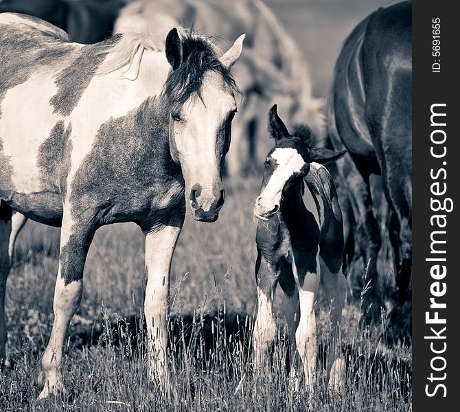A little foal and his mother in the grass field, staring. A little foal and his mother in the grass field, staring.