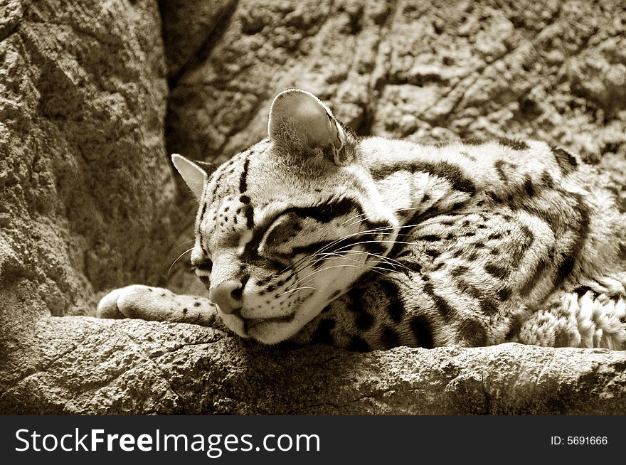 A jaguar resting on a stone