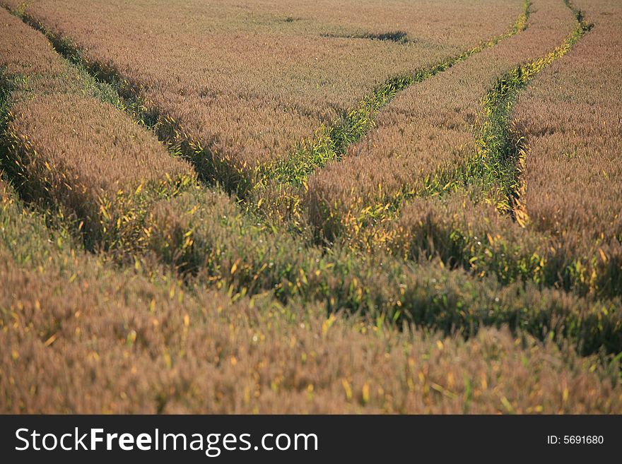 Cereal field with lanes for background.