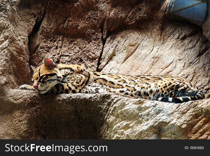 A jaguar resting on a stone