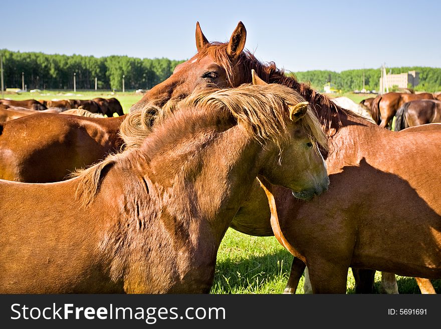 A little foal and his mother in the grass field, staring. A little foal and his mother in the grass field, staring.