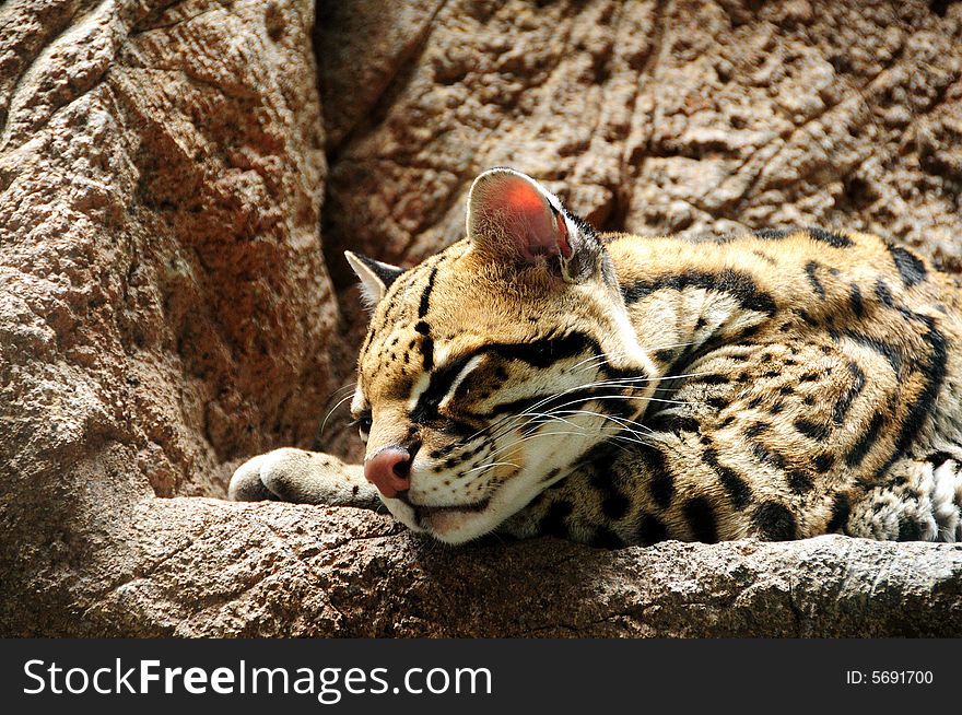 A jaguar resting on a stone