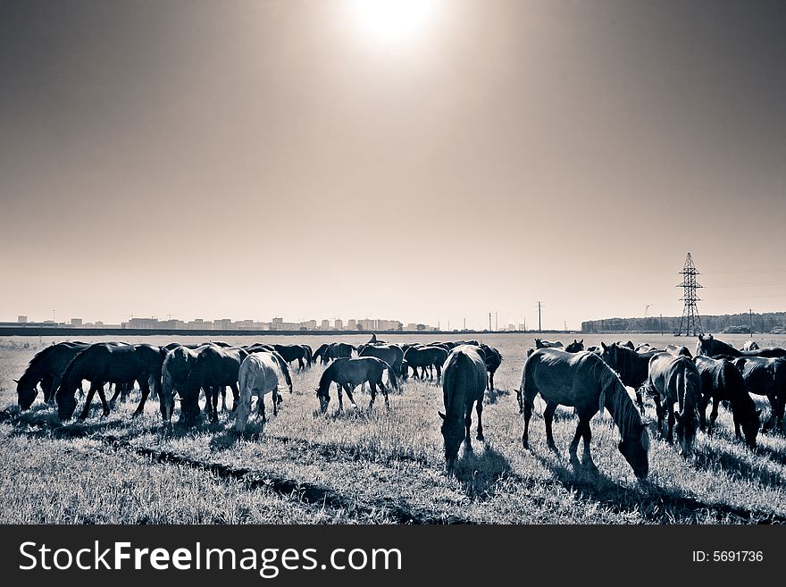 Horde of horses shot against cityscape; feeding. Horde of horses shot against cityscape; feeding