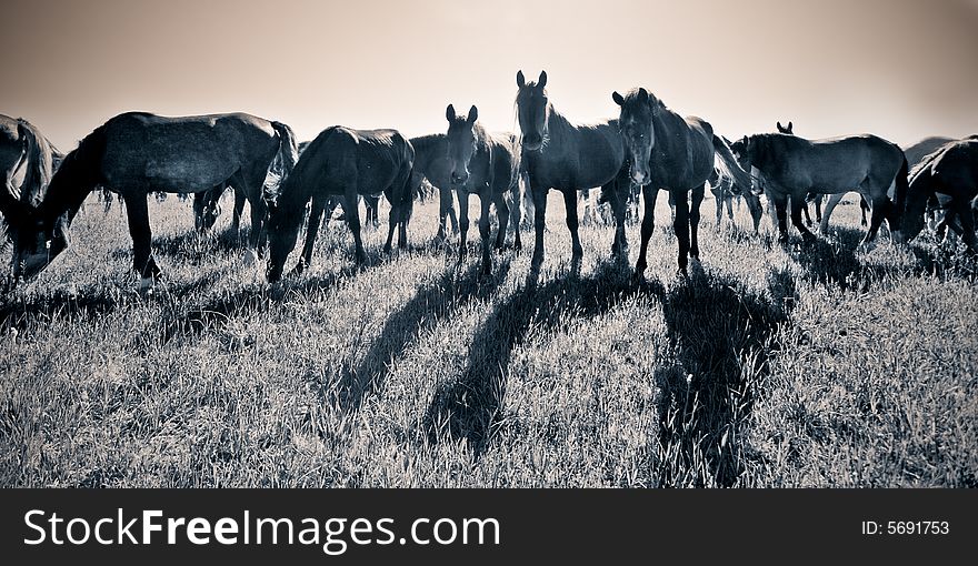 Horde of horses feeding on a grass field
