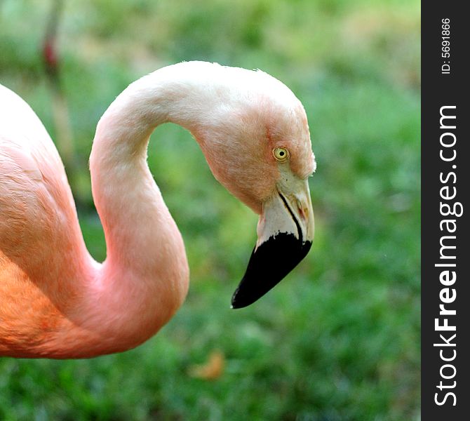 A view with a Flamingo profile