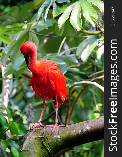 Scarlet Ibis Eudocimus rubber at the zoo. Scarlet Ibis Eudocimus rubber at the zoo