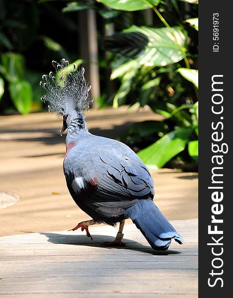 African pigeon walking on wood deck