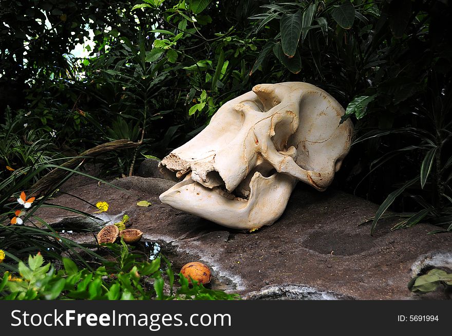 Animal skull resting on the ground