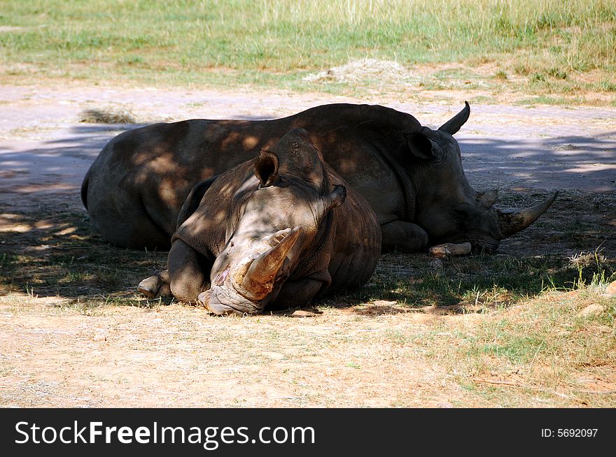 Two rhinoceros sleeping in a zoo