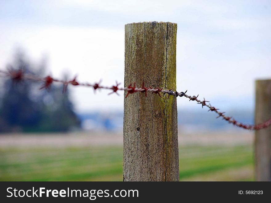 Barb wire fence at a local farm. Barb wire fence at a local farm