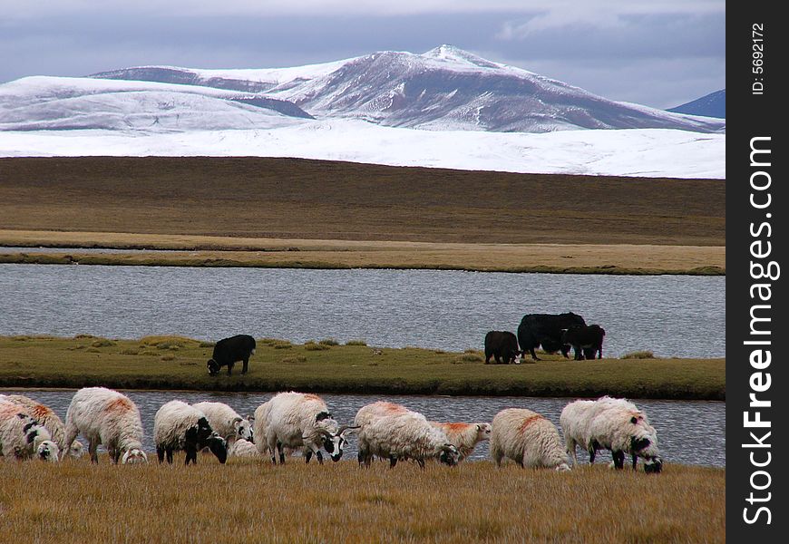A flock of sheep, snowy mountain and lake. A flock of sheep, snowy mountain and lake