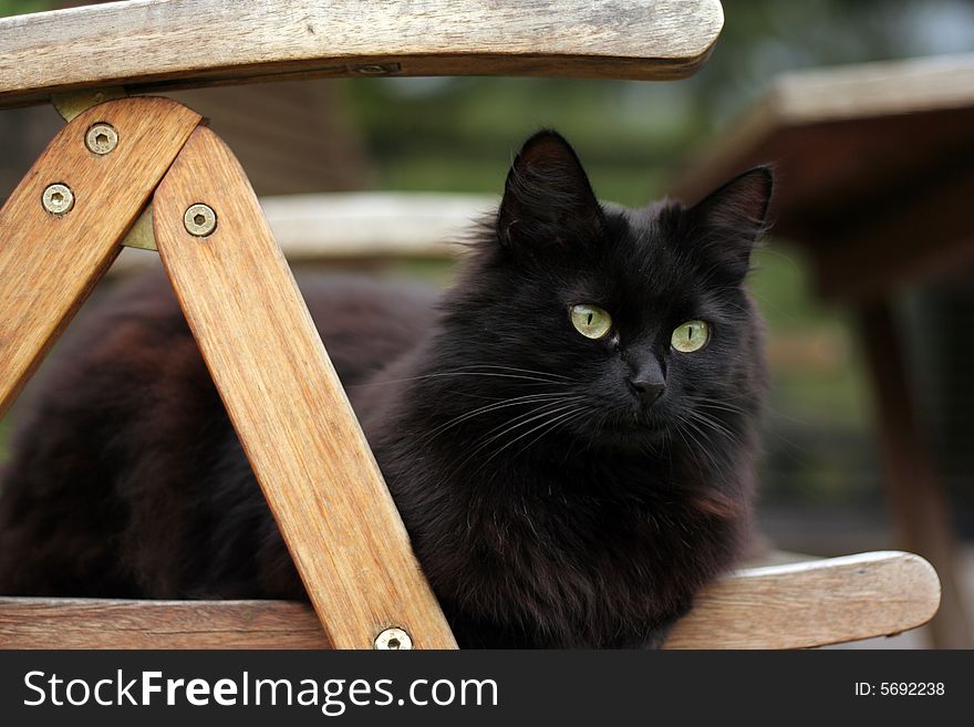 Black cat on a wooden chair