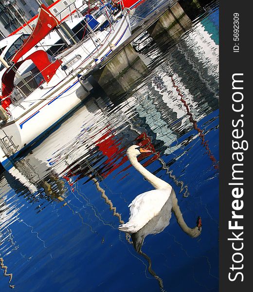 Water reflex of harbor swan, Plymouth UK