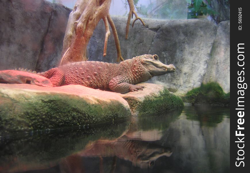 The Crocodile from the Danmarks Aquarium near from Copenhagen, Denmark