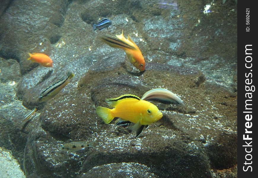 Little fish in Danmarks Aquarium near from Copenhagen, Denmark