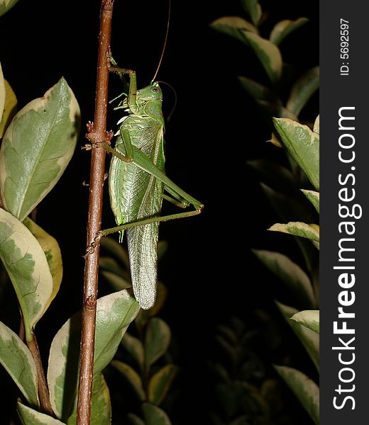 A grasshopper on a tree branch in Normandy at night. A grasshopper on a tree branch in Normandy at night