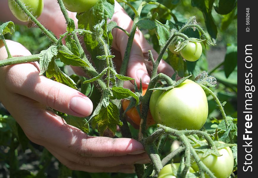 Female hand in dirt caring tomato plant. Female hand in dirt caring tomato plant