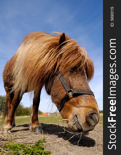 Wide angle shot of horse eating.