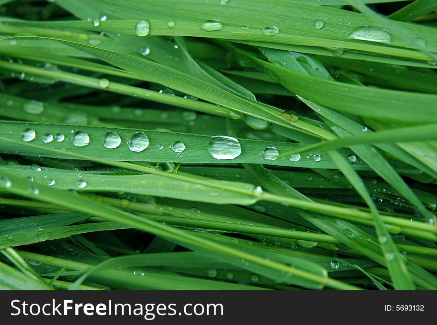 Morning dew on the green grass. Morning dew on the green grass