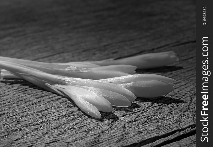 Gentle crocus flowers with closed petals on rough wooden background; black and white image *suitable for cards, greetings and posters for various life events (birthday cards, romance cards, Valentine cards, Mother Day cards, thinking of you cards, missing you cards, sympathy cards, etc.). Gentle crocus flowers with closed petals on rough wooden background; black and white image *suitable for cards, greetings and posters for various life events (birthday cards, romance cards, Valentine cards, Mother Day cards, thinking of you cards, missing you cards, sympathy cards, etc.)