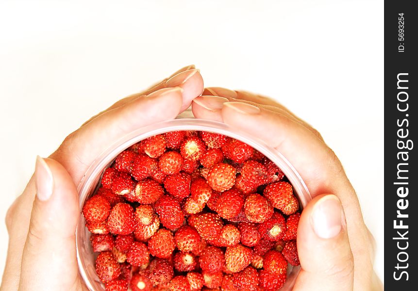 Bunch of wild strawberries held in a cup in palms. Bunch of wild strawberries held in a cup in palms