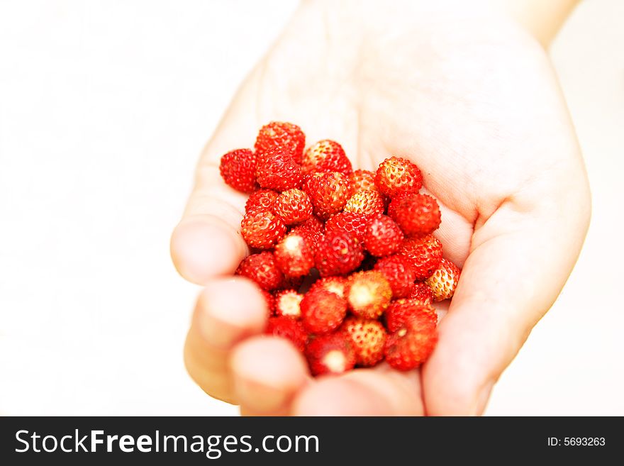 Wild strawberries, held in palm. Wild strawberries, held in palm