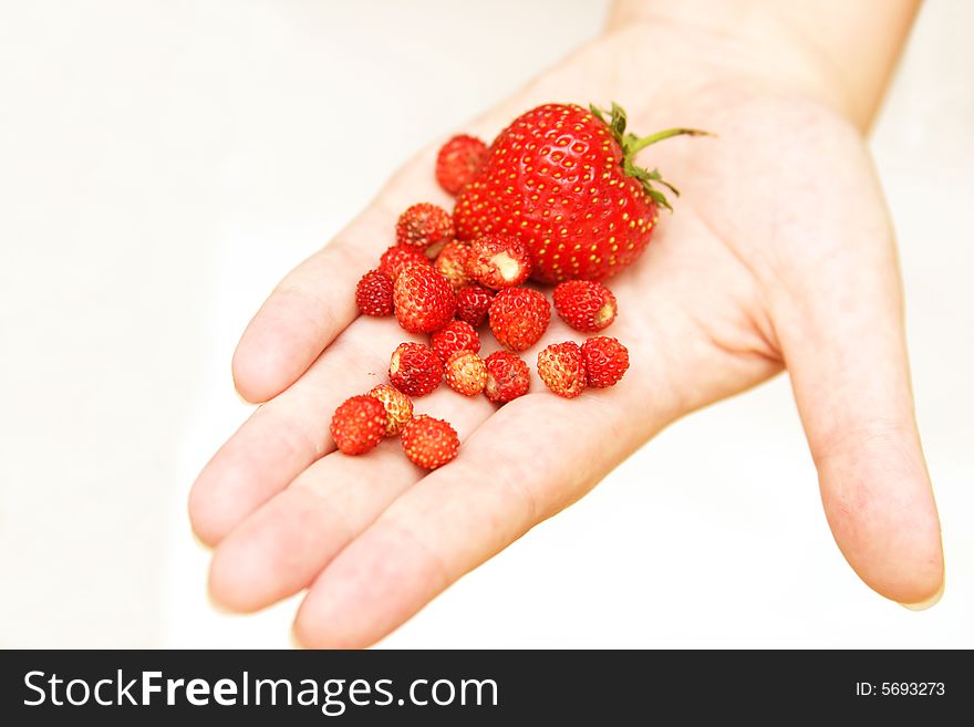 Bunch of wild strawberries & strawberry, held in open palm. Bunch of wild strawberries & strawberry, held in open palm