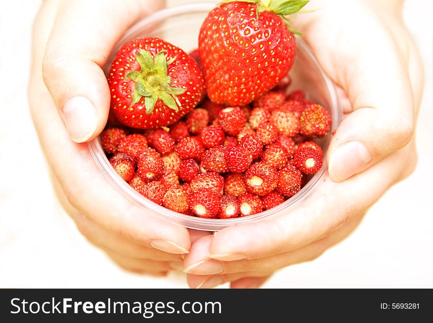 Bunch of wild strawberries & strawberries held in a cup in palms. Bunch of wild strawberries & strawberries held in a cup in palms