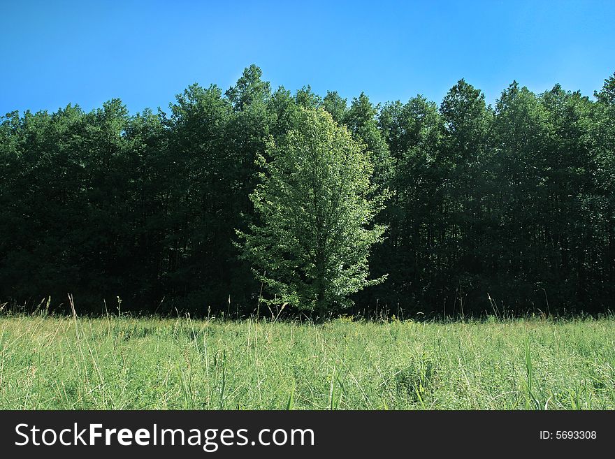 Tree, forest, summer, nature, grass, landscape, woodland, view, green, beautiful, sky, meadow, field. Tree, forest, summer, nature, grass, landscape, woodland, view, green, beautiful, sky, meadow, field